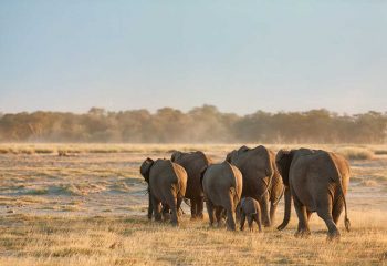 58215526 - group of elephants shot at the back in amboseli, kenya. wide view. shot at sunset.