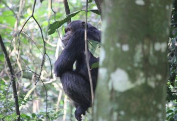 Chimp Tracking in Kalinzu