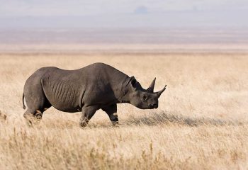 rhino serengeti national park tours