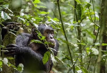Close up portrait of chimpanzee ( Pan troglodytes ) resting in the jungle. Natural habitat. Kibale forest in Uganda