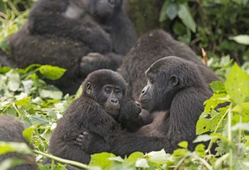 Mother and Child Gorilla in the Bwindi Impenetrable Forest