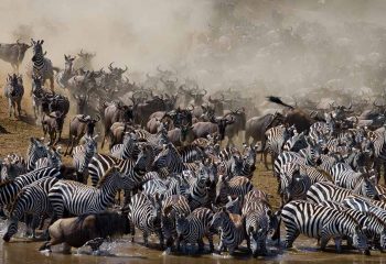 great wildebeest and zebra migration