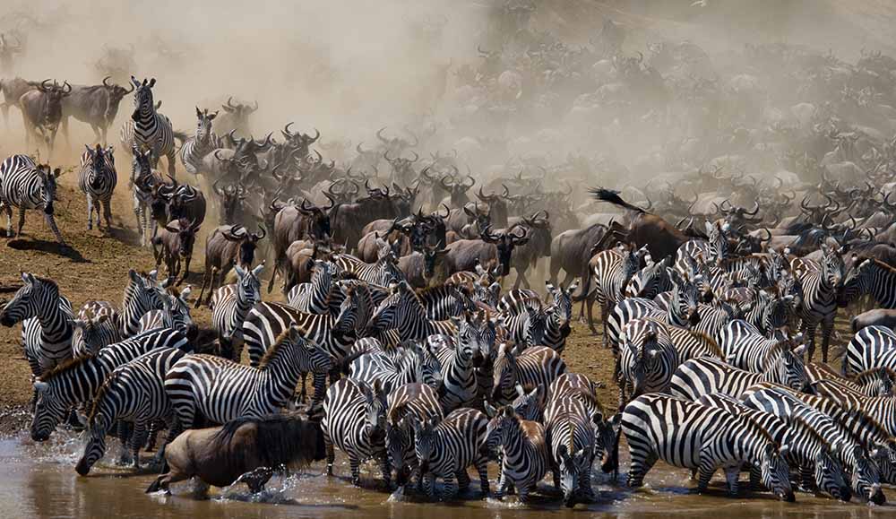 great wildebeest and zebra migration