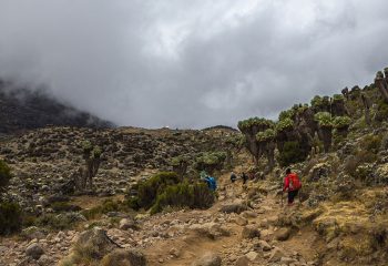 lemosho route kilimanjaro