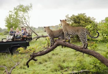 Kruger national park holiday packages
