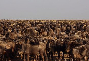 Norhtern Serengeti 4