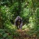 gorilla trekking safari bwindi
