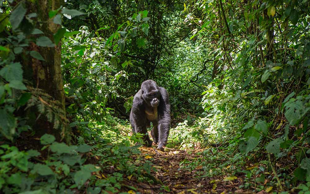 gorilla trekking safari bwindi
