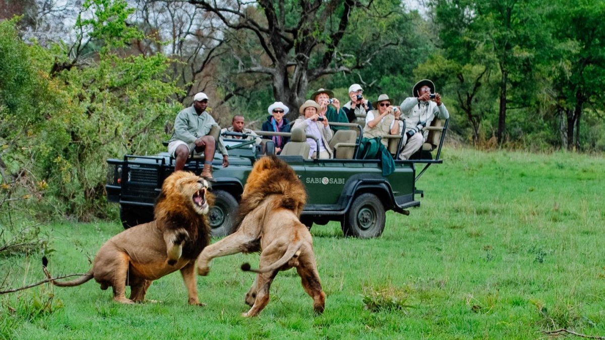 lions in Kruger national park