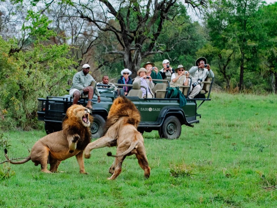 lions in Kruger national park