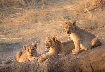 Lion cubs at tanzania Safari