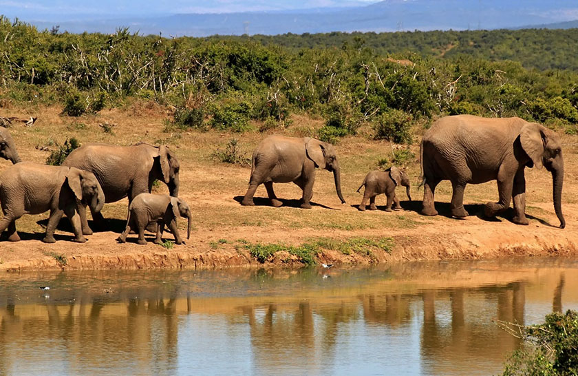 Elephant at Wildlife safari