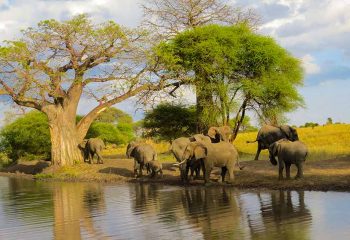 elephant in tanzania safari