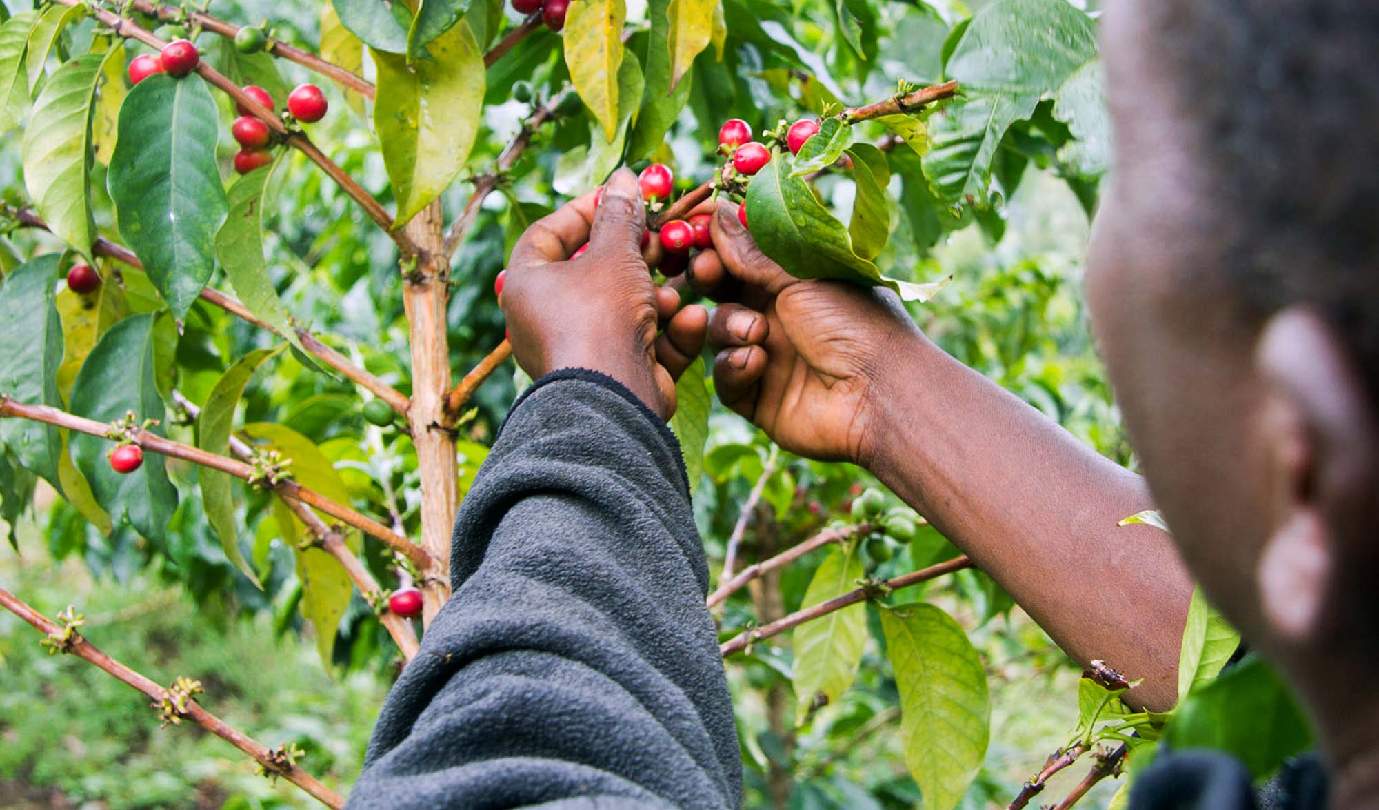 coffee-plantation