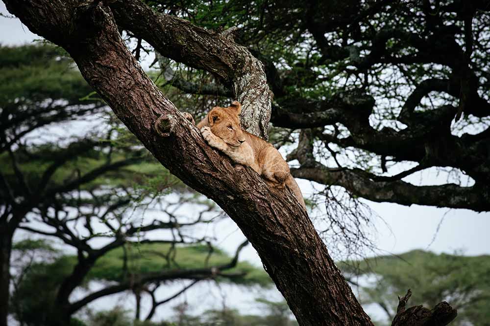 Lion cub on tree - taramgire national park